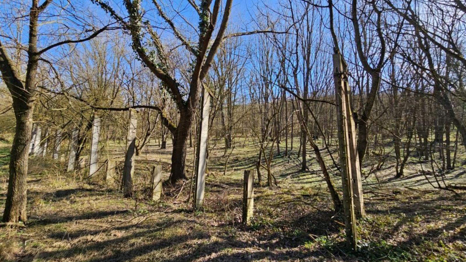 Nem kell börtönbe mennie a polgármesternek, akinek a gyerekei negyedáron jutottak hozzá önkormányzati földekhez