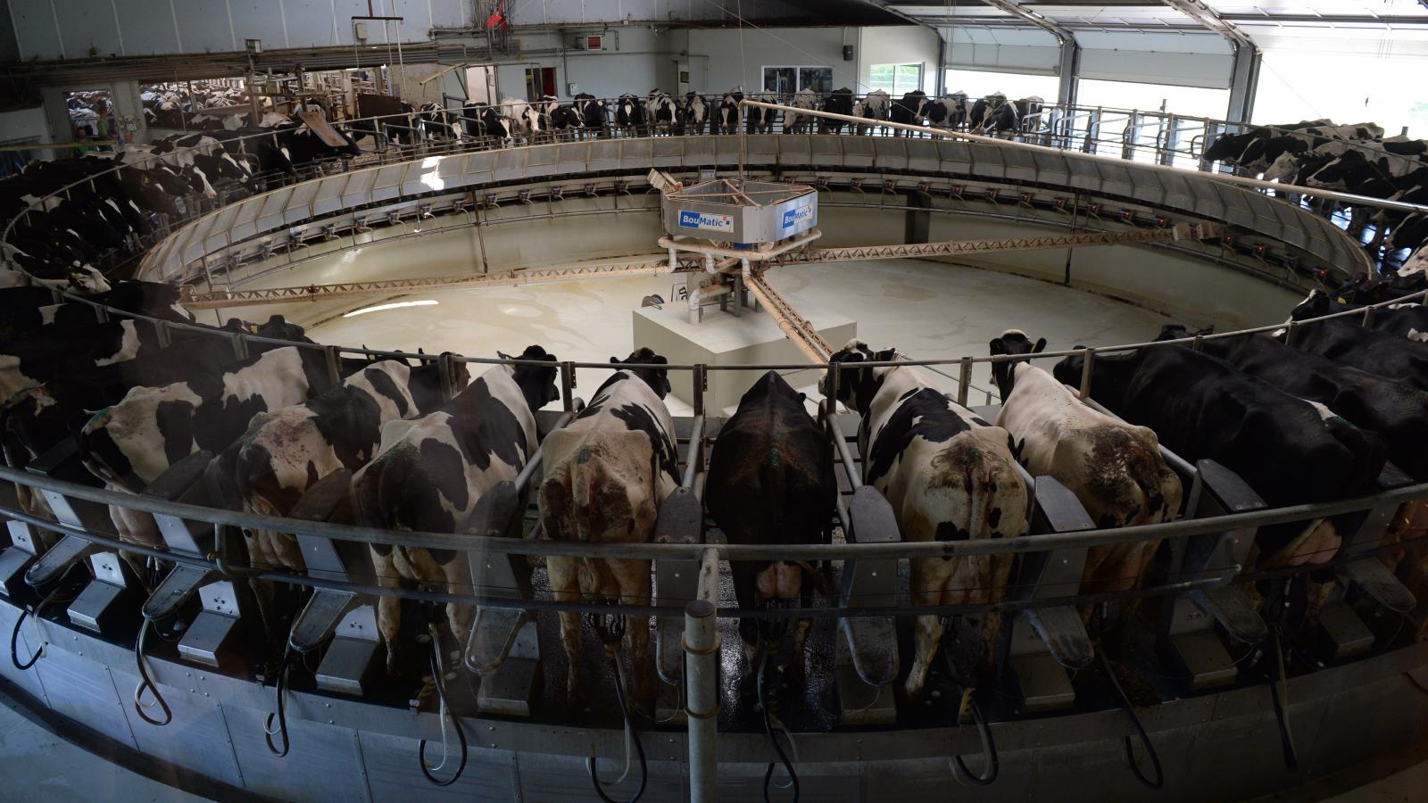 Az állattenyésztési ágazatok szereplőit leginkább a felvásárlási árak zuhanása aggasztja