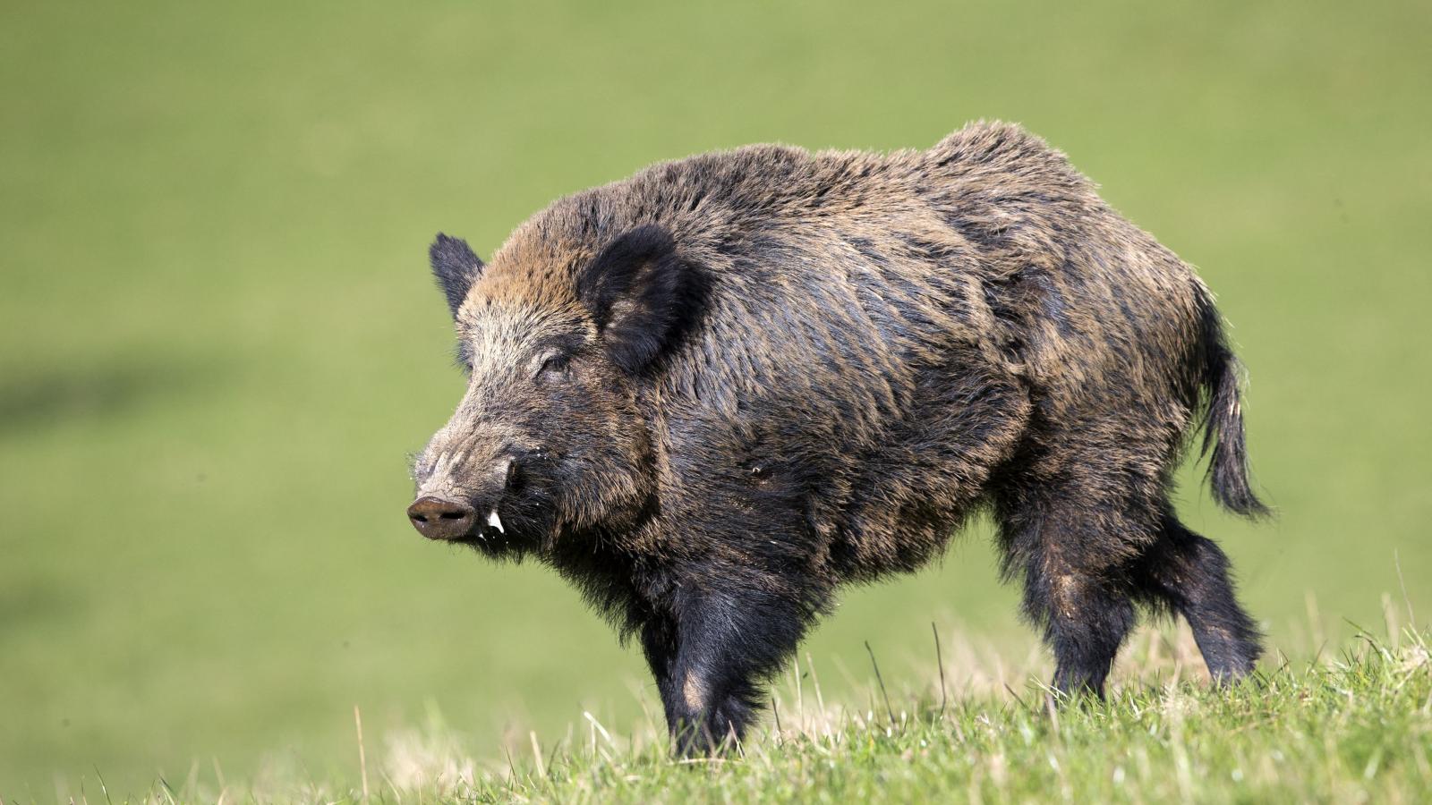 Eddig 83 vaddisznót fogtak be a Hegyvidéken