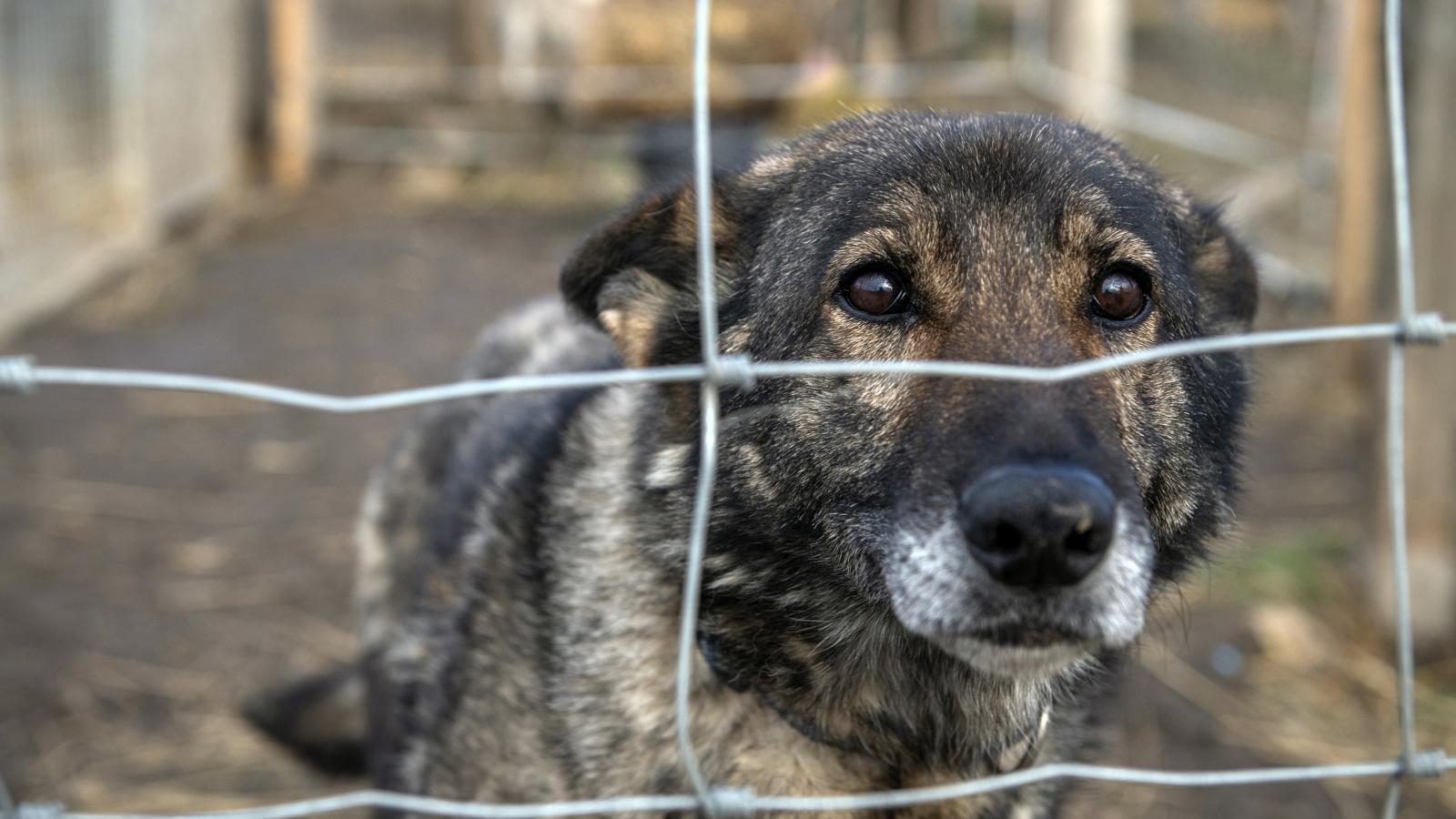 Egyre több, állatkínzással és bántalmazással kapcsolatos ügy kerül a bíróság elé