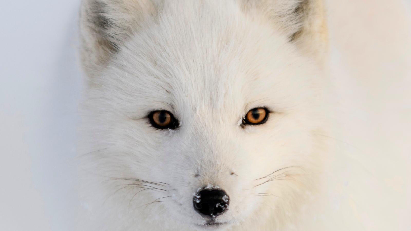 A világ legszebb szemű élőlényének nincs világnapja, de most helyrehozzuk ezt is