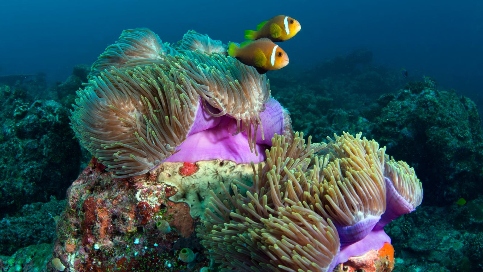 A fajok olyan kölcsönhatásban élnek, amely mindegyikük számára előnyös