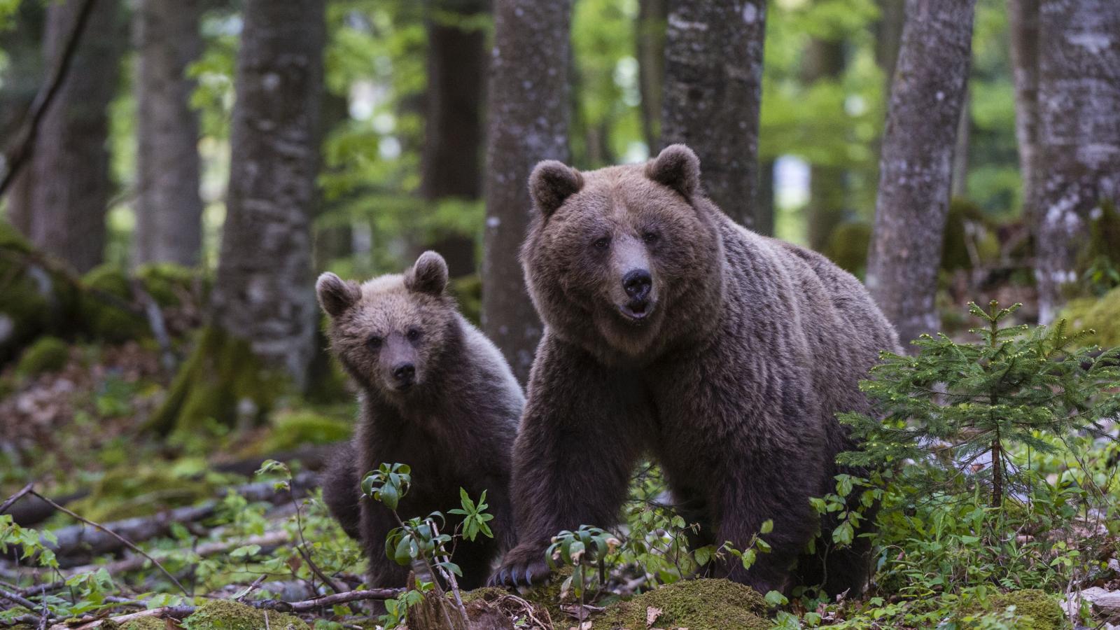 Népszerű kirándulóhelyen bukkant fel egy medve Nógrád megyében