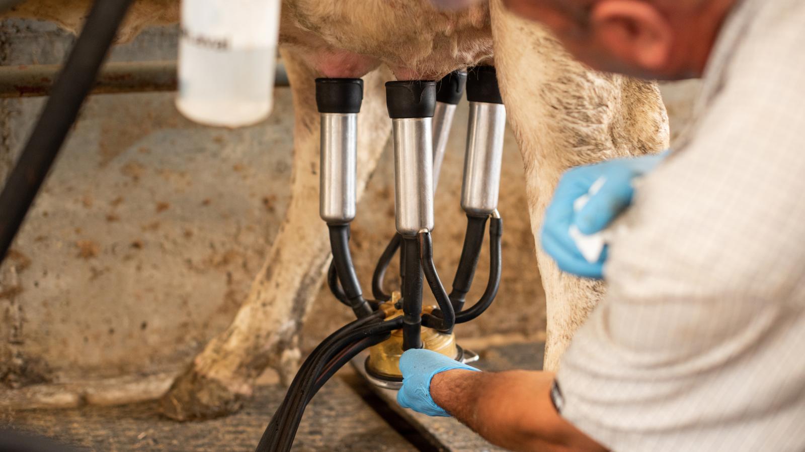 Vannak olyan gazdaságok, ahonnan
a lefejt tejet már el sem vitetik, mert azzal is csak a ráfizetés nőne