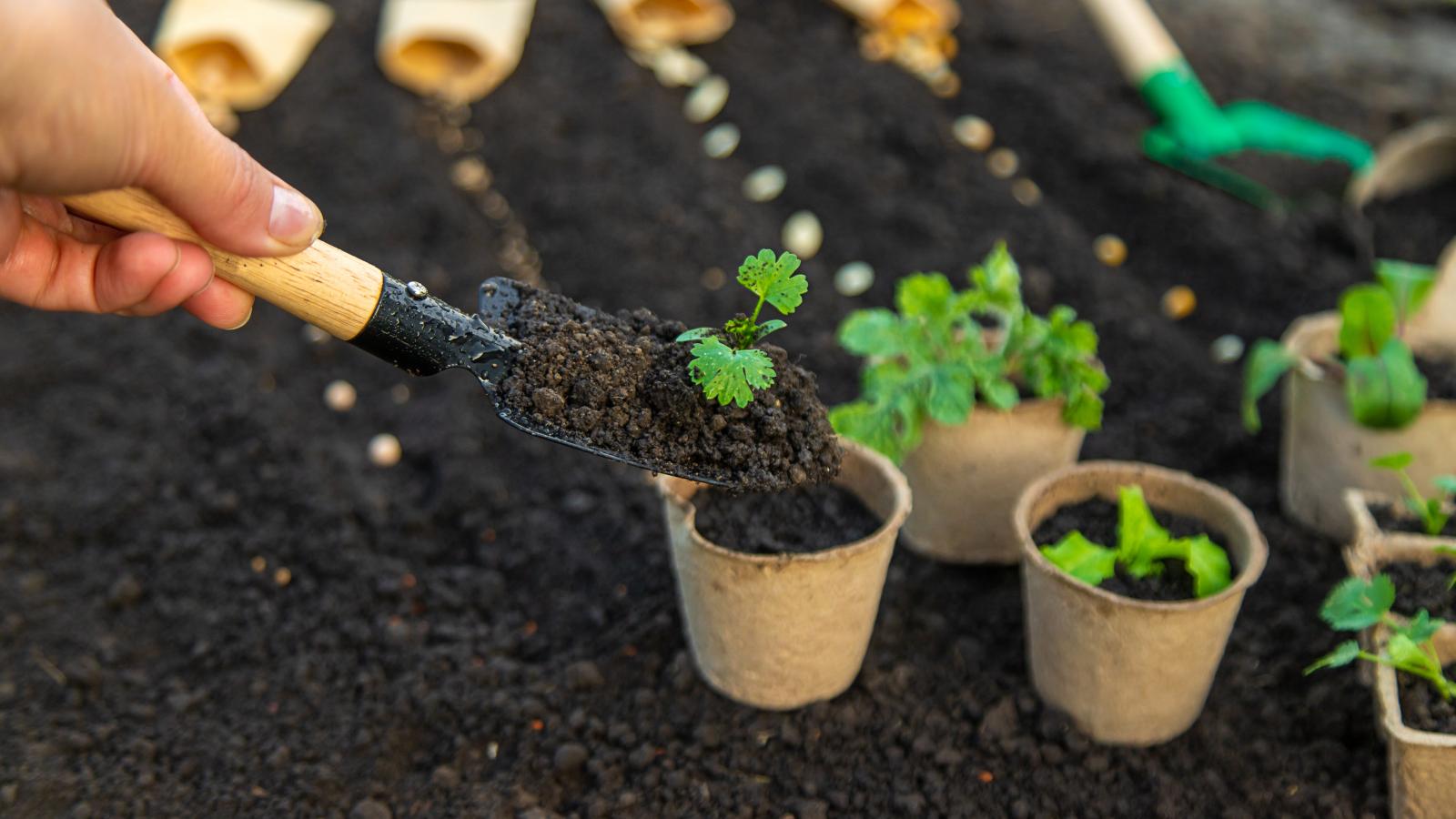 A fagyra érzékeny növényeket márciusban cserépbe tegyük, hogy behozhassuk őket éjszakára