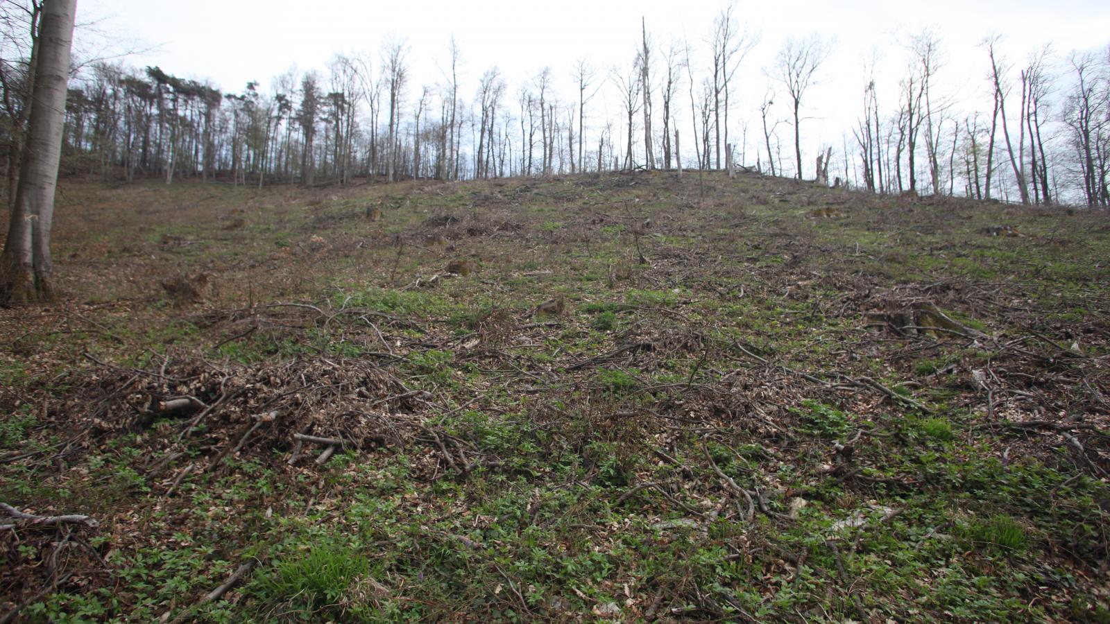 Tarvágás a Börzsönyben, egy Natura 2000-es besorolású természetvédelmi területen
