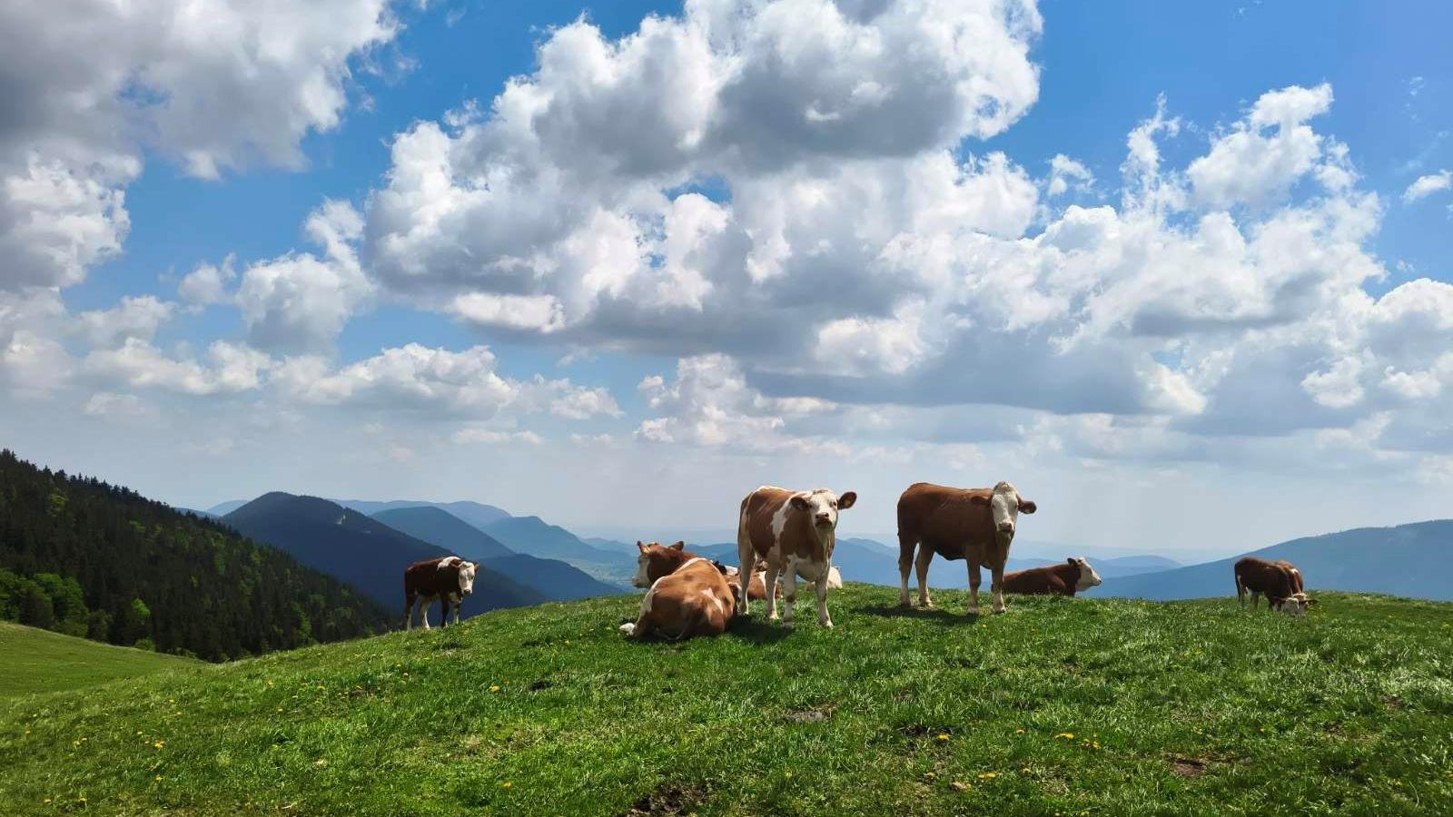 Az alpesi lankákon
nem lehet
melléfogni, ott
még a tehenek is
idilliek