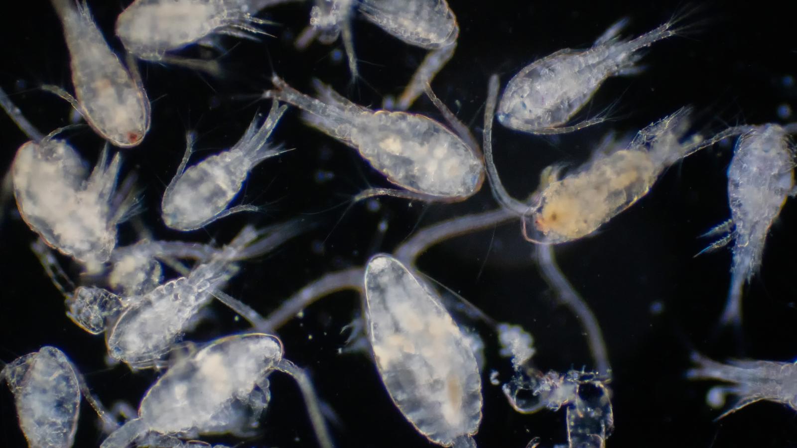 Az alsóbbrendű rákok is a zooplankton fajok közé tartoznak és fitoplantonokkal táplálkoznak