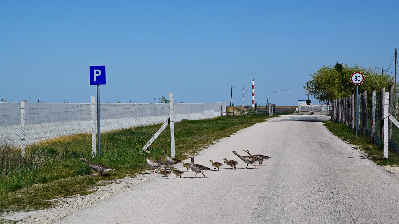 Fertő tó, Fertőrákos