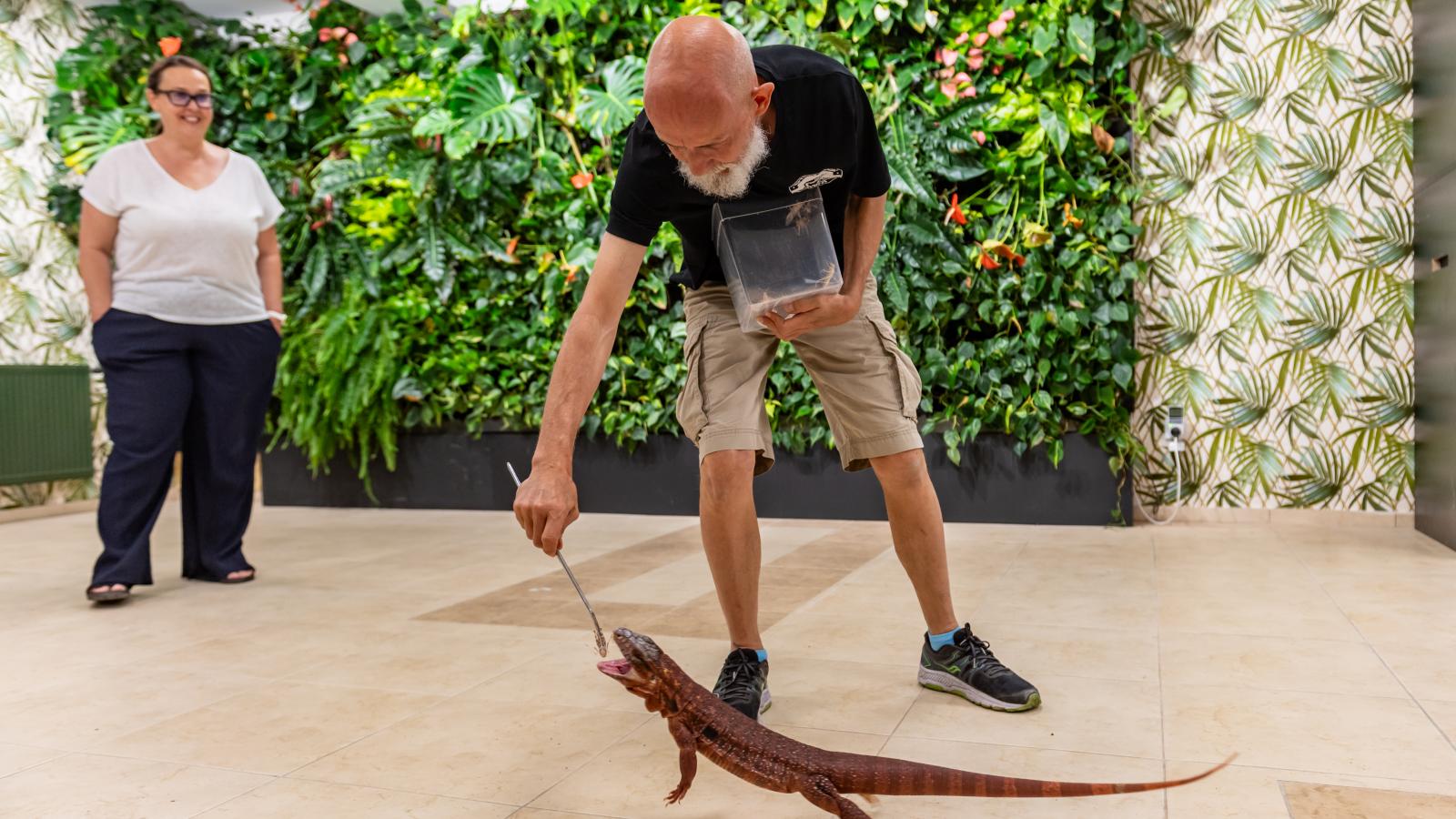 A vörös tejut eteti Tóth Csaba állatgondozó, az RMA Reptiles Maniac munkatársa