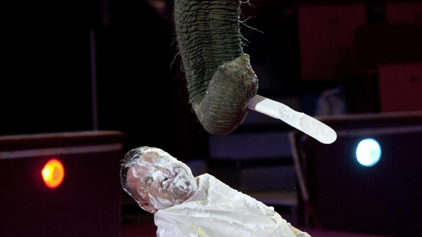 A borotváló elefánt: Sandra – tradicionális szám, az állatidomítás és a bohóctréfa keveréke FOTÓ: PÁLVALVI KITTI