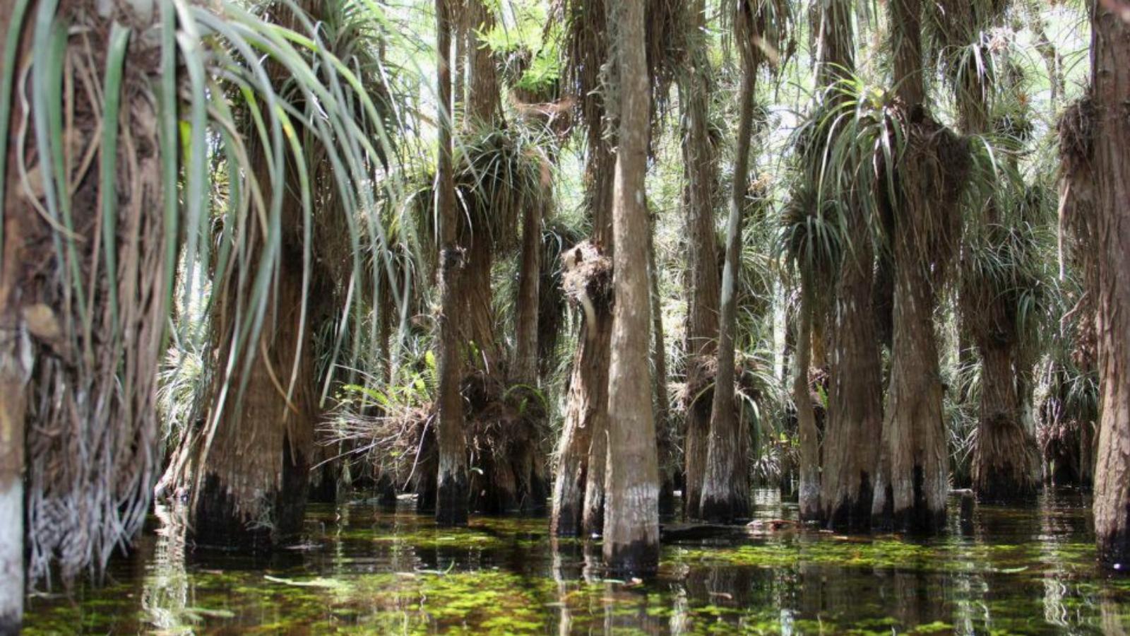 Kristálytiszta hűs víz és broméliák a fákon – Everglades National Park Forrás: Török Zoltán/Facebook