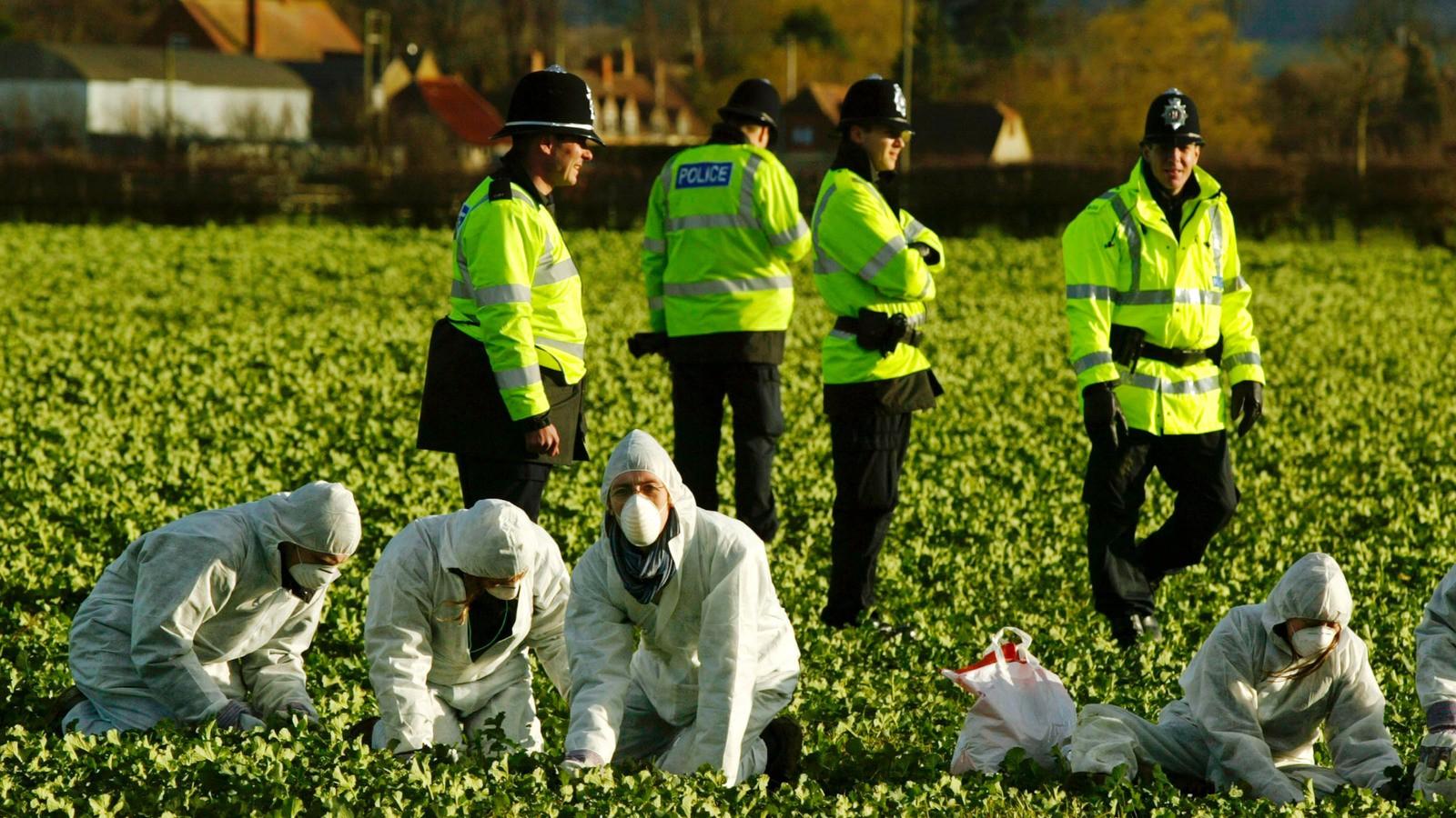 GMO-ellenes demonstráció Nagy-Britanniában Fotó: Sion Touhig/Getty Images 