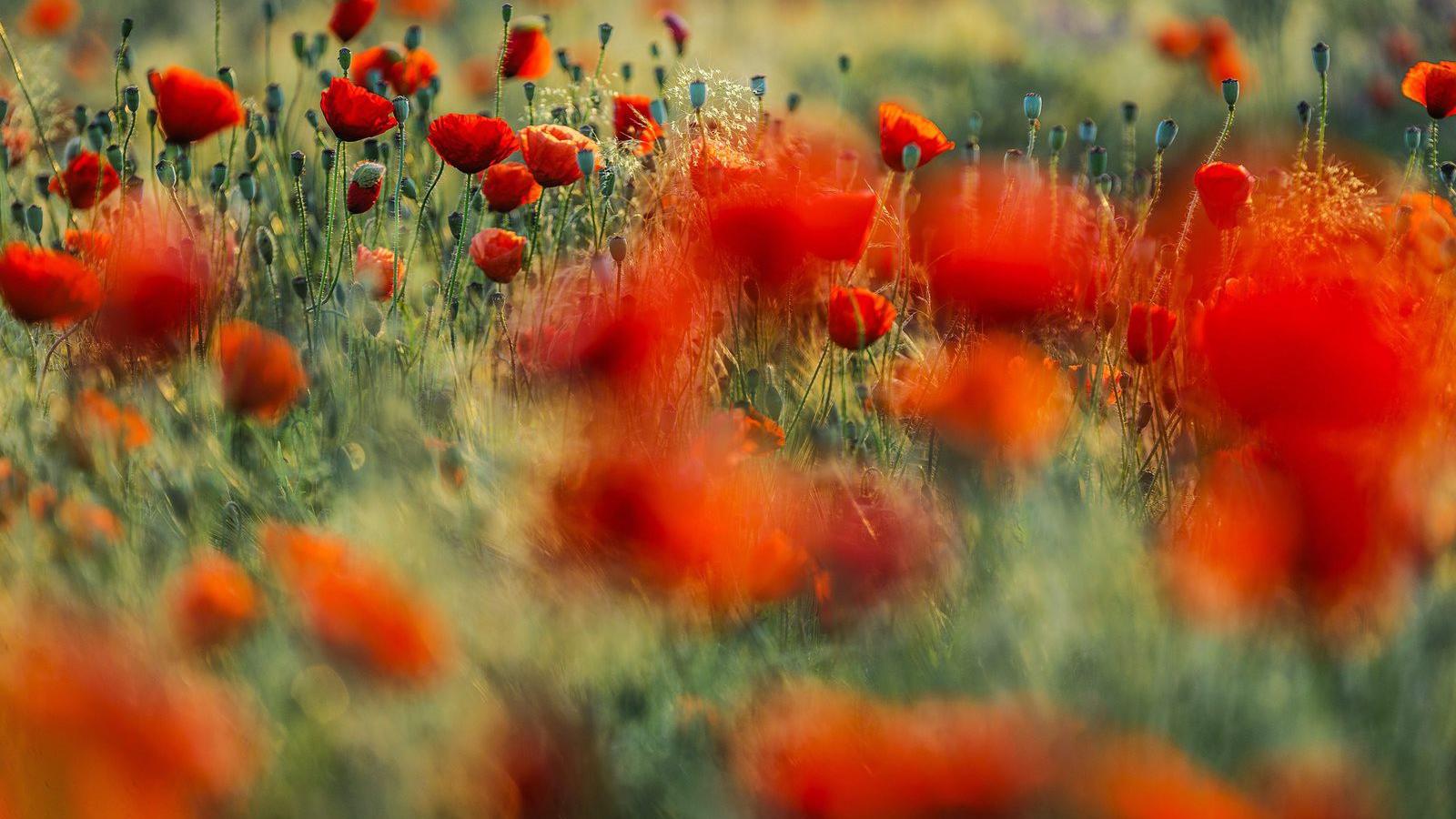 MTI Fotó: Czeglédi Zsolt