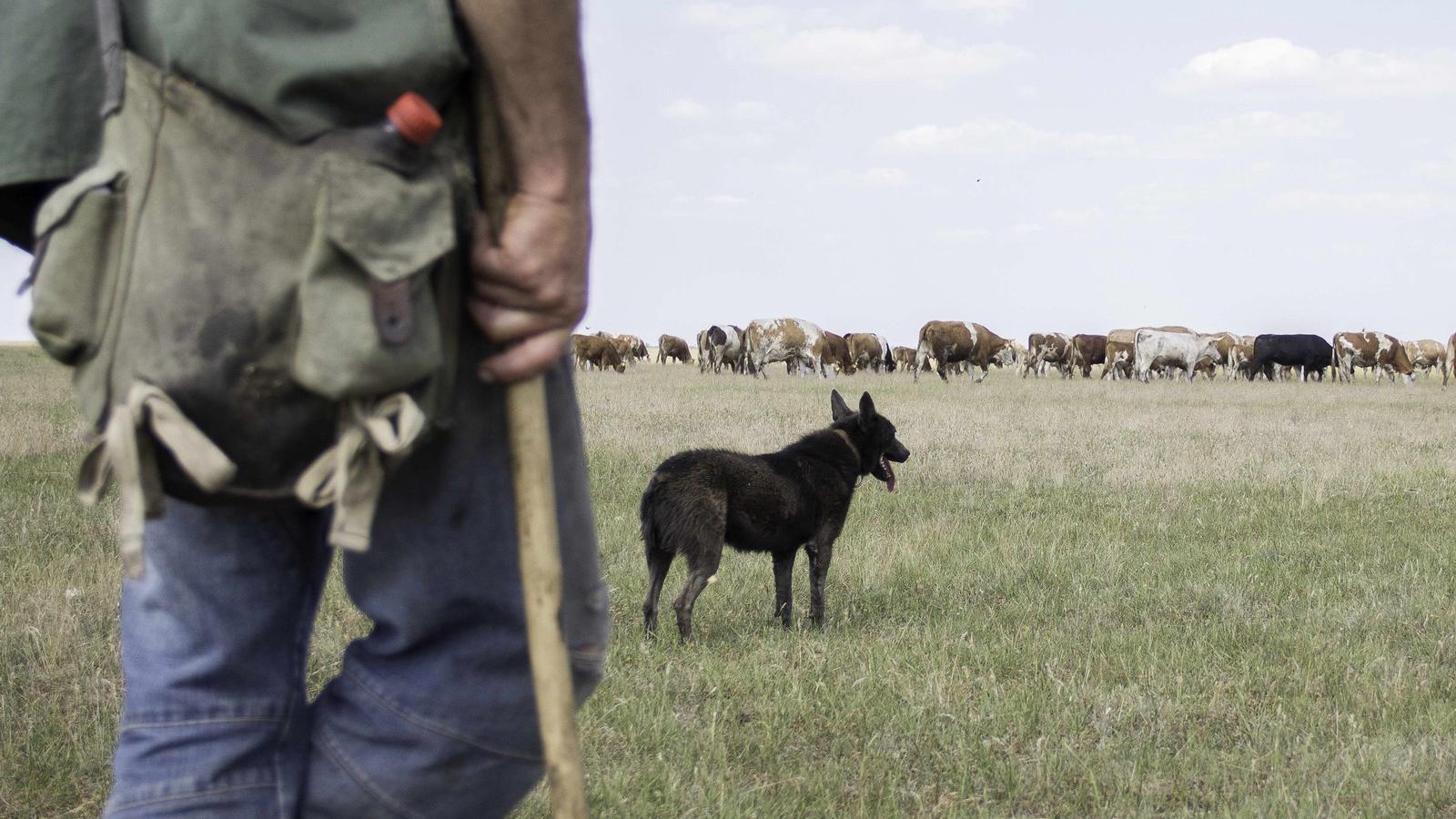 Bérelt földre is szükség lenne, hogy egész évben legyen takarmánya a szarvasmarháknak és a birkáknak FOTÓK: MOLNÁR ÁDÁM