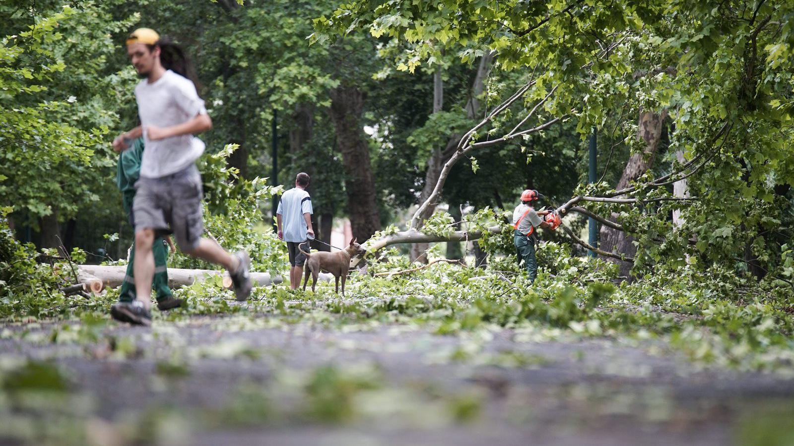  A Főkert Nonprofit Zrt. szakembere a szerdai viharban letört faágakat takarít el a budapesti Városligetben 2015. július 9-én.MT