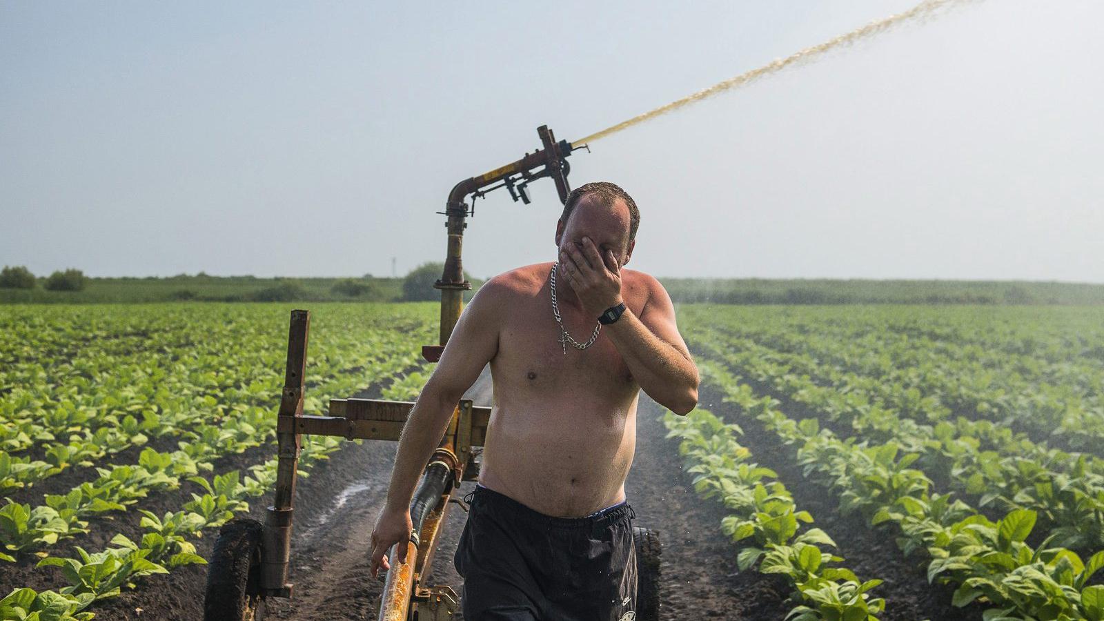 A széttagolt parcellákon nehezen lehet öntözőrendszert létesíteni és gazdaságosan működtetni FOTÓ: MTI/BALÁZS ANTAL