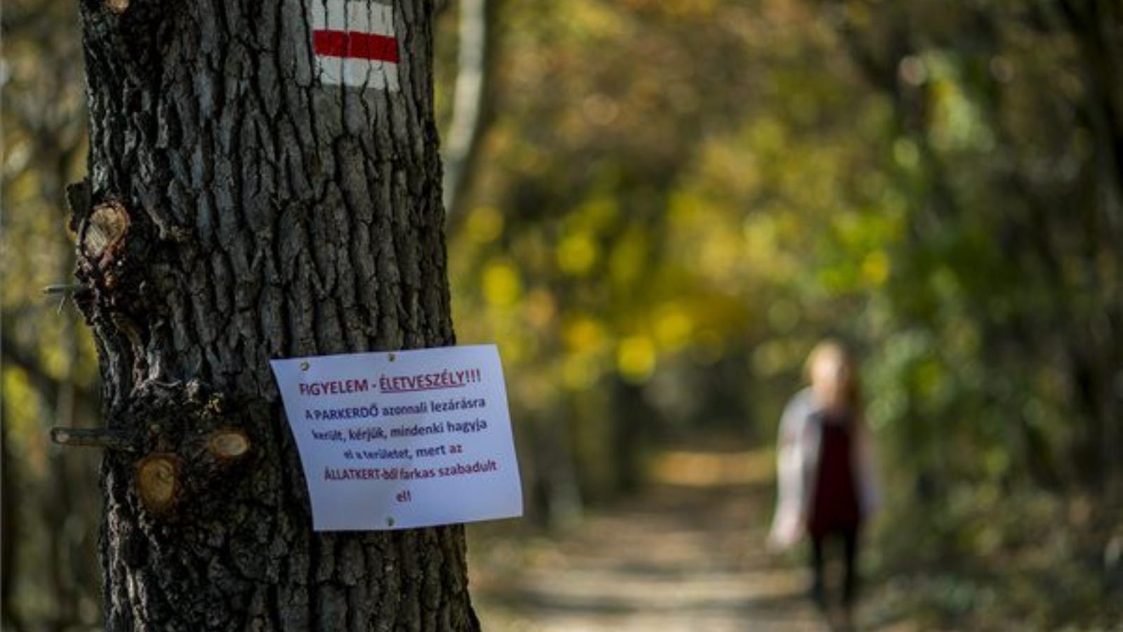 Most már fel lehet oldani az erdőjárási tilalmat. MTI FOTÓ: Sóki Tamás