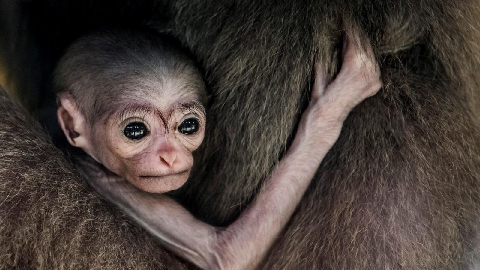 Fotó: Gettyimages