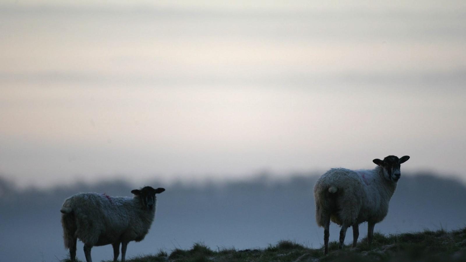 Fotó: Matt Cardy/Getty Images