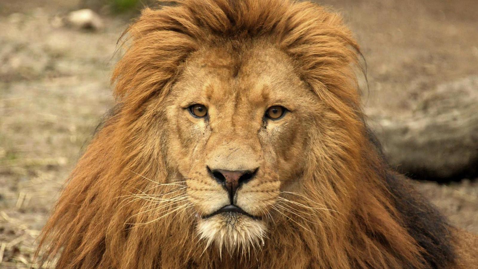 Fotók: Nyíregyházi Állatpark/Facebook