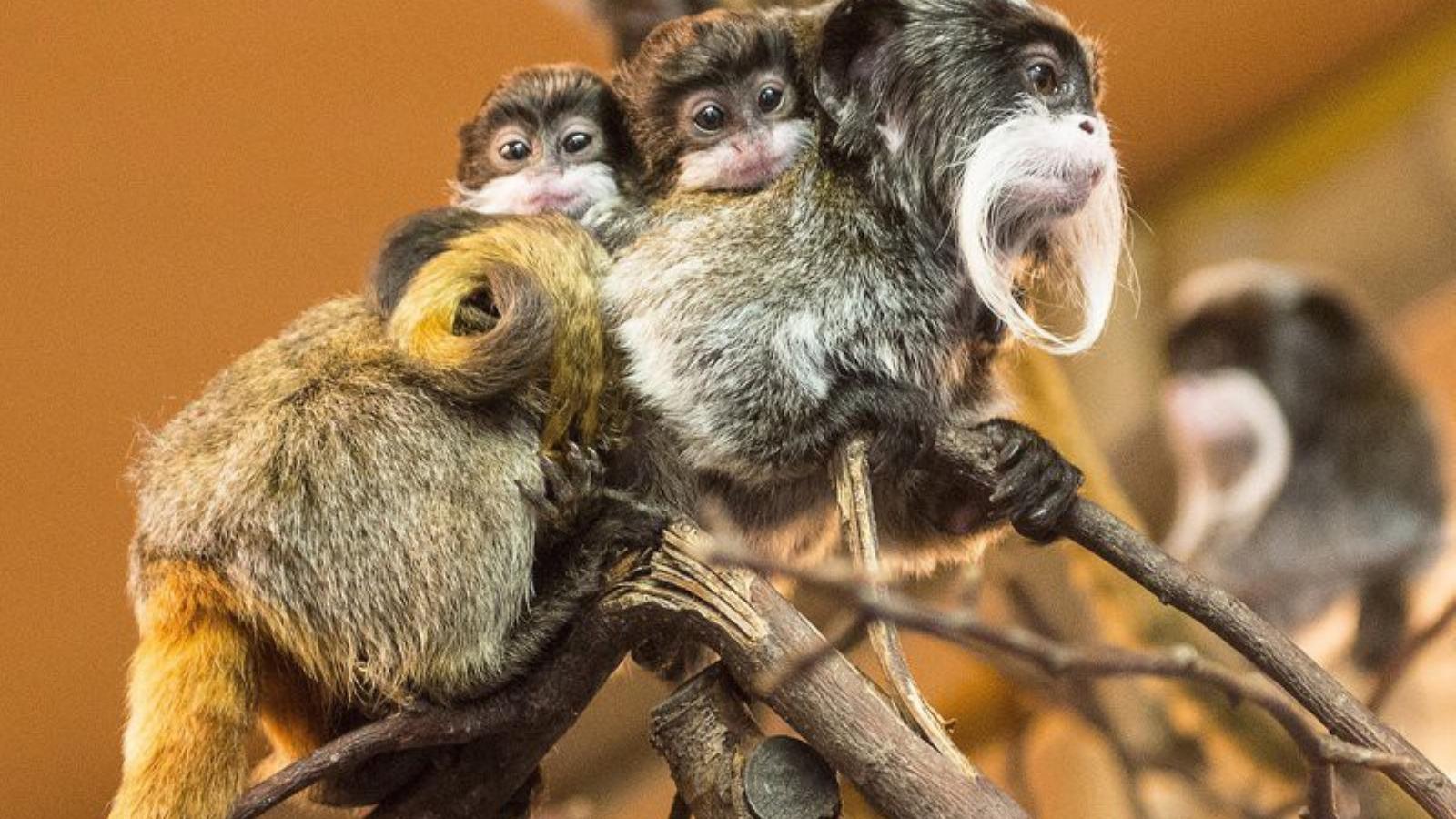 MTI Fotó: Balázs Attila