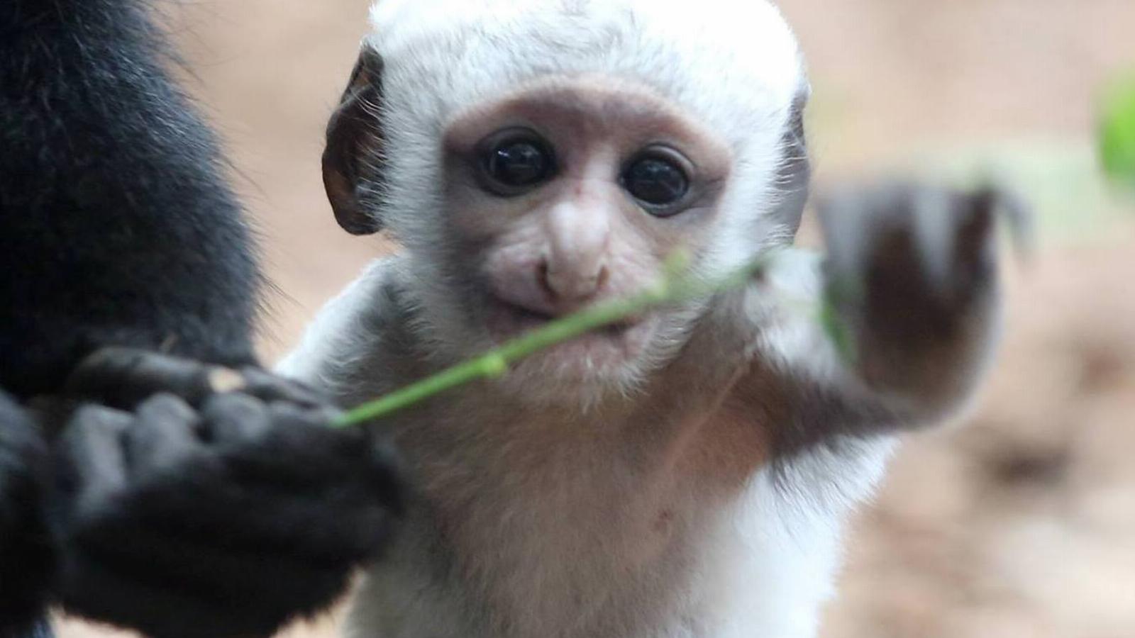 Fotók: Veszprémi Állatkert/Facebook 