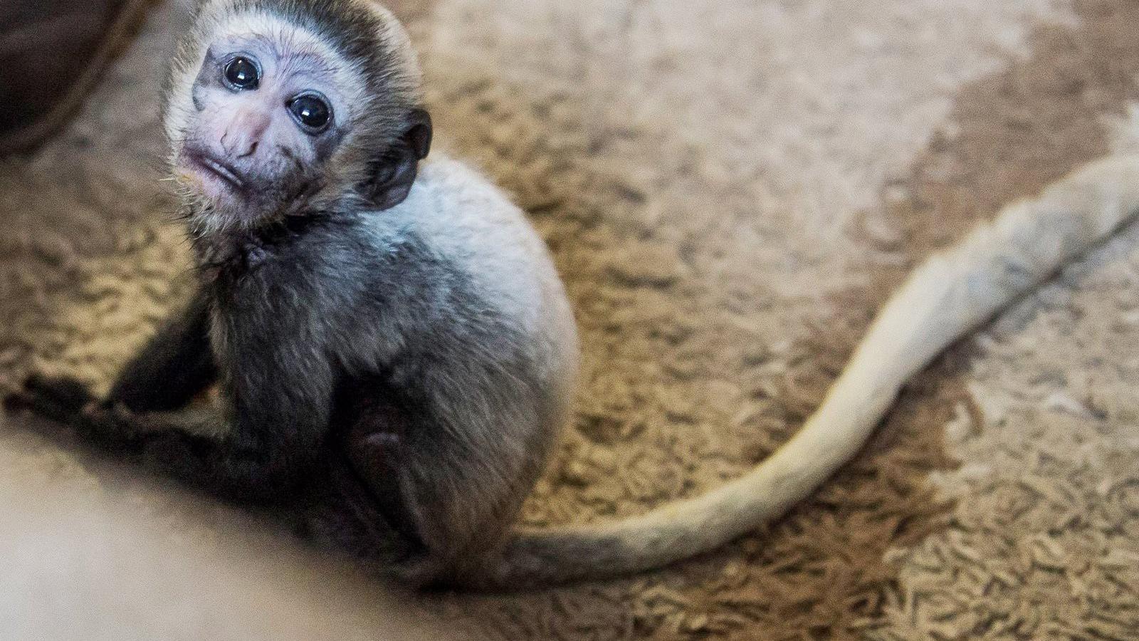 MTI Fotó: Bodnár Boglárka