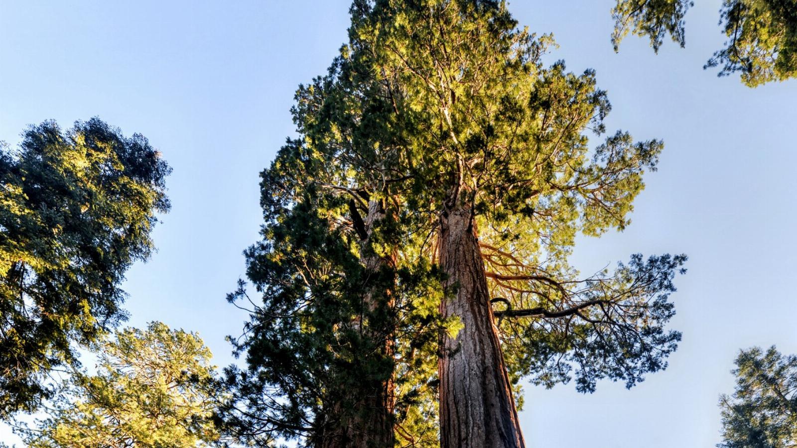 A legmagasabb fák a kaliforniai Redwood Nemzeti Parkban nőnek - FOTÓ: THINKSTOCK