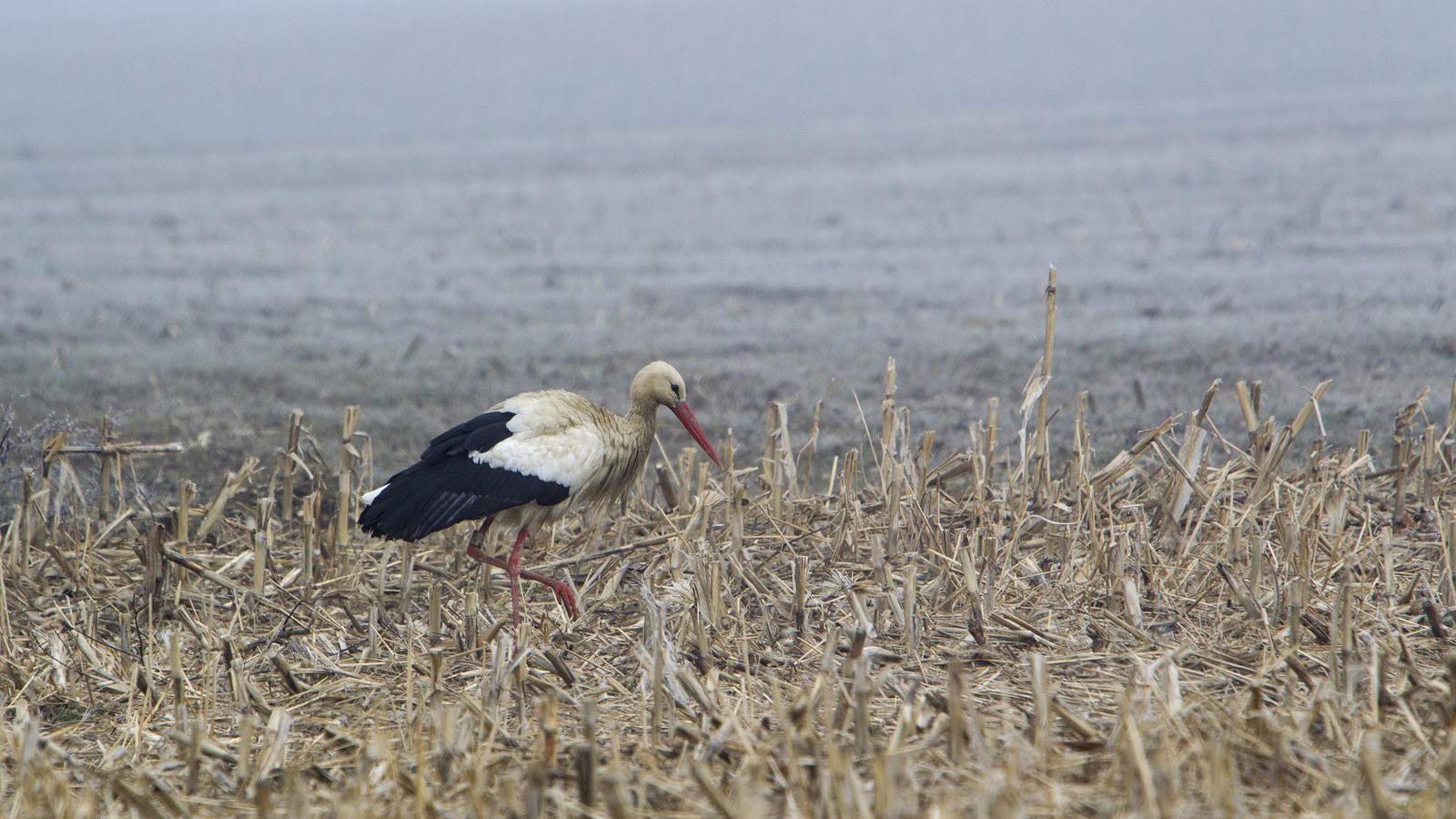 MTI Fotók: Varga György