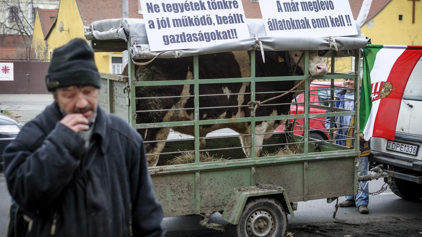 A dühös gazdák Budapesten is készek tüntetni. Fotó: Czeglédi Zsolt/MTI