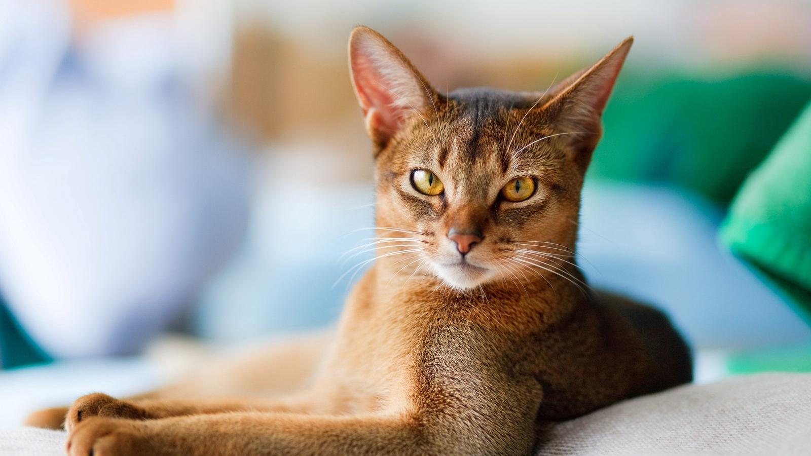 Na, jössz cicus? - Thinkstock Illusztráció 