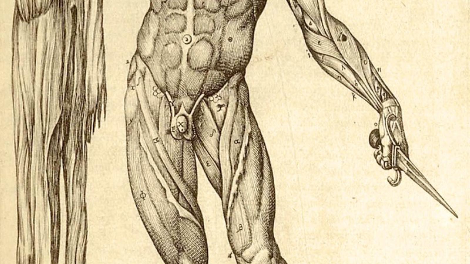 ILLUSZTRÁCIÓ: JUAN VALVERDE DE AMUSCO’S HISTORIA DE LA COMPOSICION DEL CUERPO HUMANO (ROME, 1560)