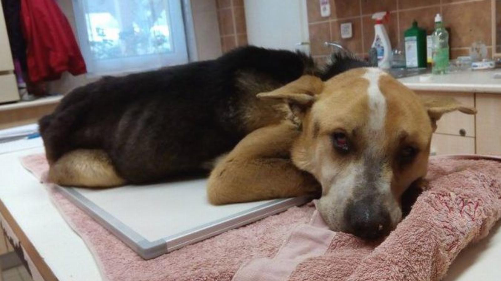 Hosszas szenvedés után halt bele az átélt traumákba FORRÁS: ÁLLATBARÁT ALAPÍTVÁNY