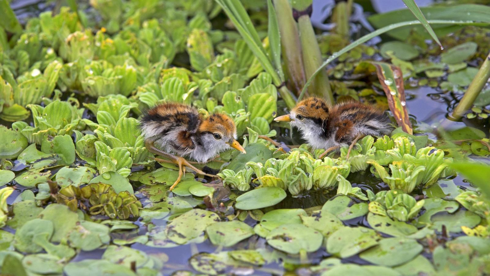 Jacana (más néven Jézus-madár) fiókák az amazonasi őserdőben - AFP fotó