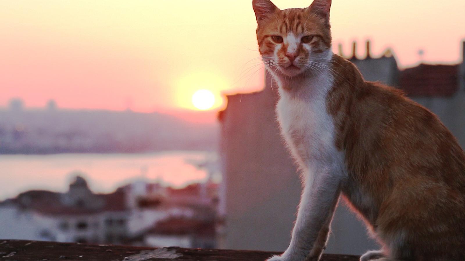 SZOKATLAN SZIMBIÓZIS -  Az ember és az állat együttéléséről, egymásra utaltságáról szól az Isztambul macskái című film 