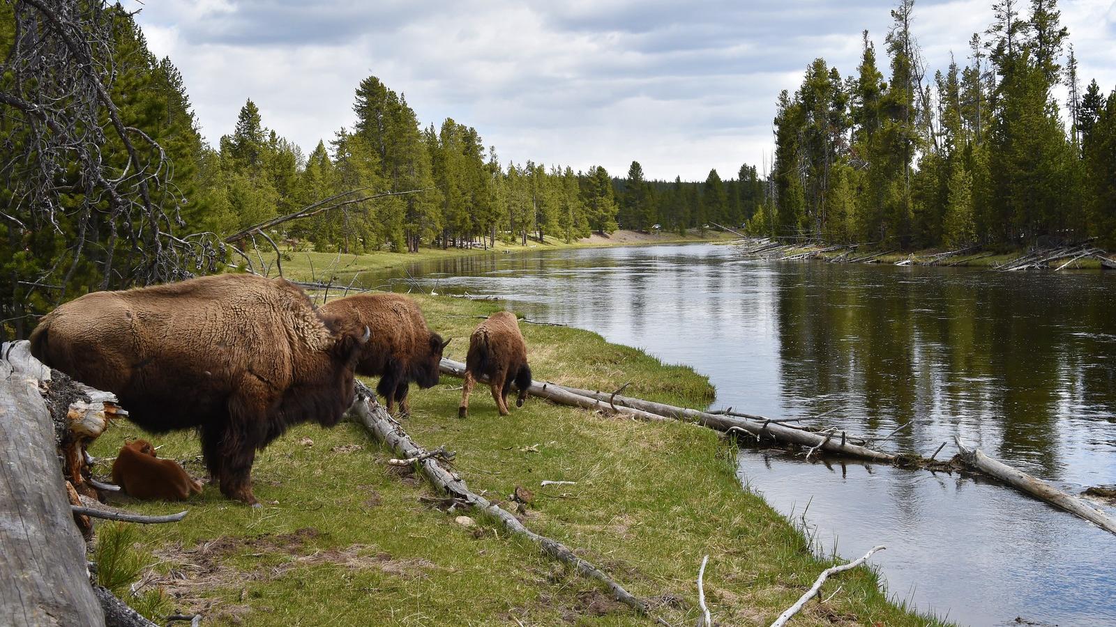 A Yellowstone parkban békében élhetnek. FOTÓ: MLADEN ANTONOV / AFP