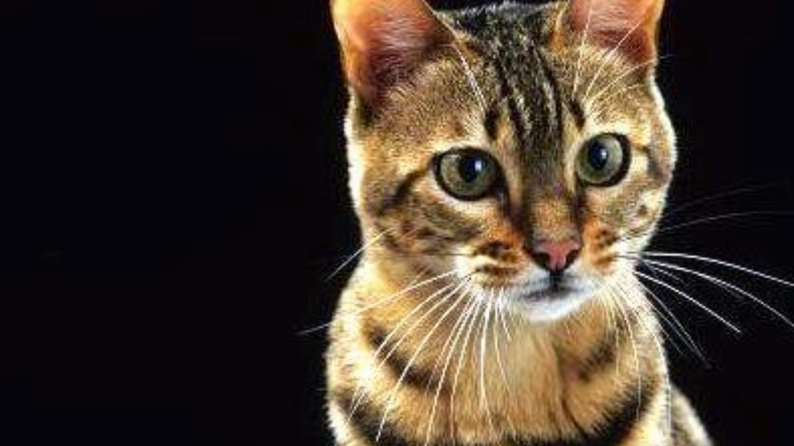 Forrás: Facebook/Agent Nutmeg, the CIA Cat