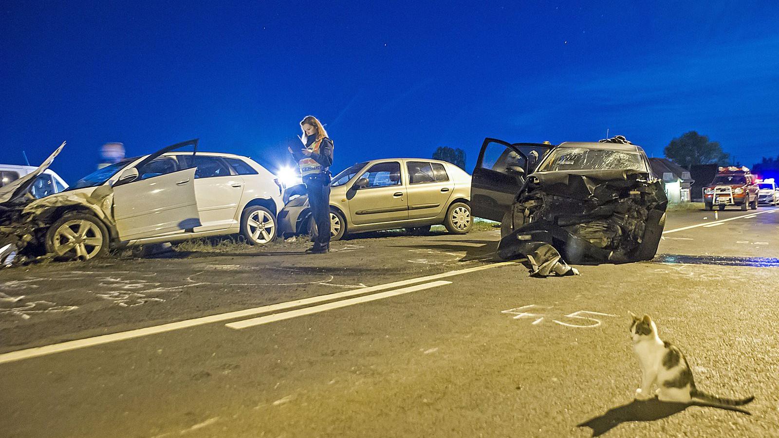 Helyszínelés egy kíváncsi macskával  - MTI Fotó: Lakatos Péter