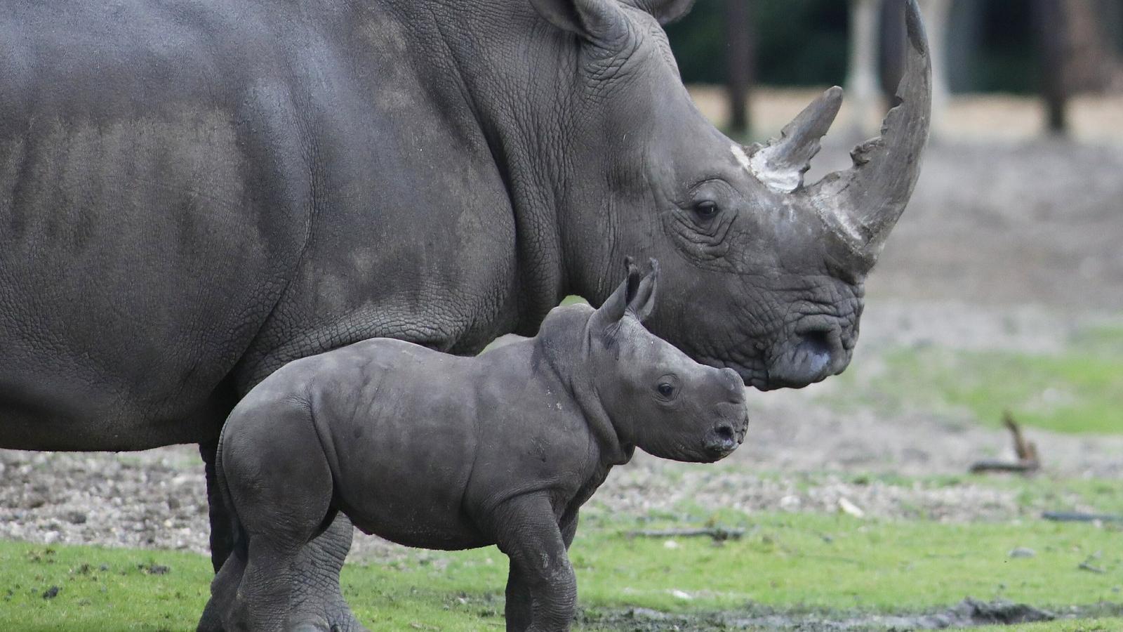 Anya gyermekével egy nemzeti park viszonylagos biztonságában - AFP fotó