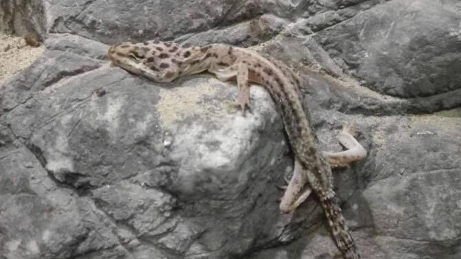 Ez lenne a páratlan élmény? Forrás: Facebook/Állatvédőrség