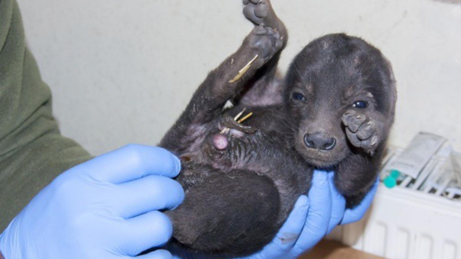 Fotó: Szegedi Vadaspark/Facebook/Endrédi Lajos