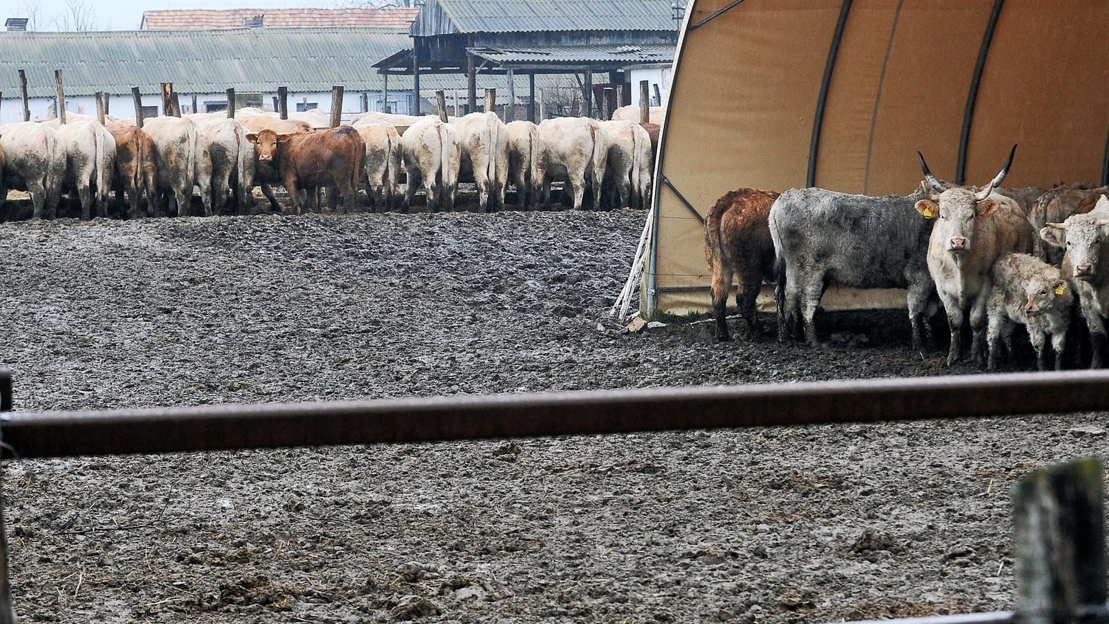 Két év alatt 497 millió forint támogatást ítélt meg az uniós források elosztását irányító Miniszterelnökség az államtitkár feles