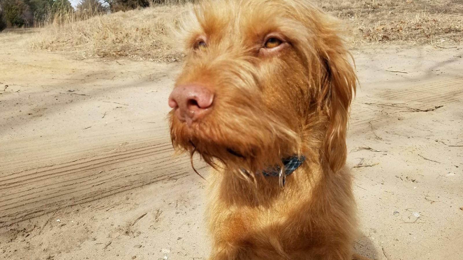 Angus, a vizsla. Forrás: Facebook / Life with Angus the wire haired vizsla