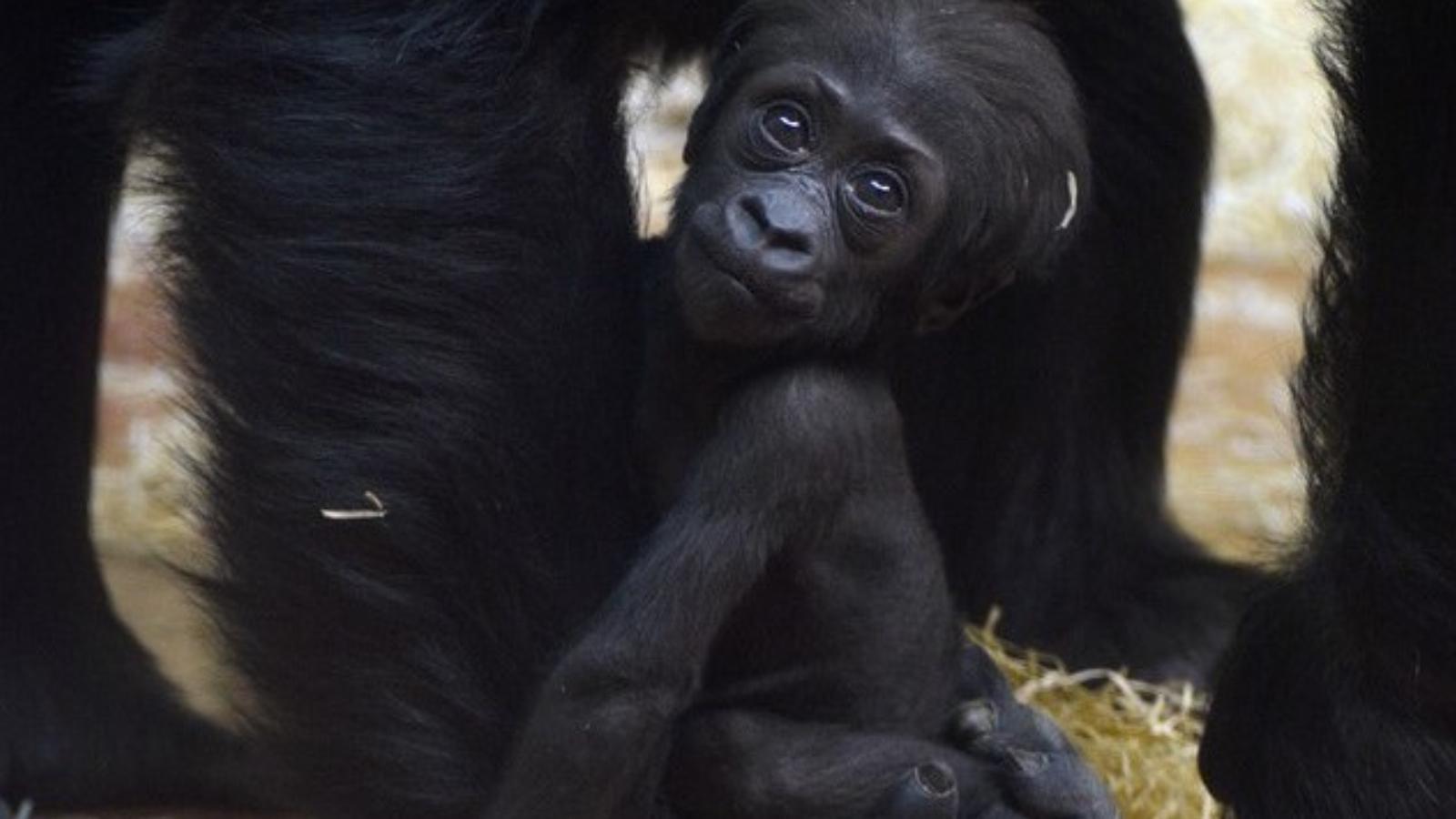 Fotó: Budapest Zoo