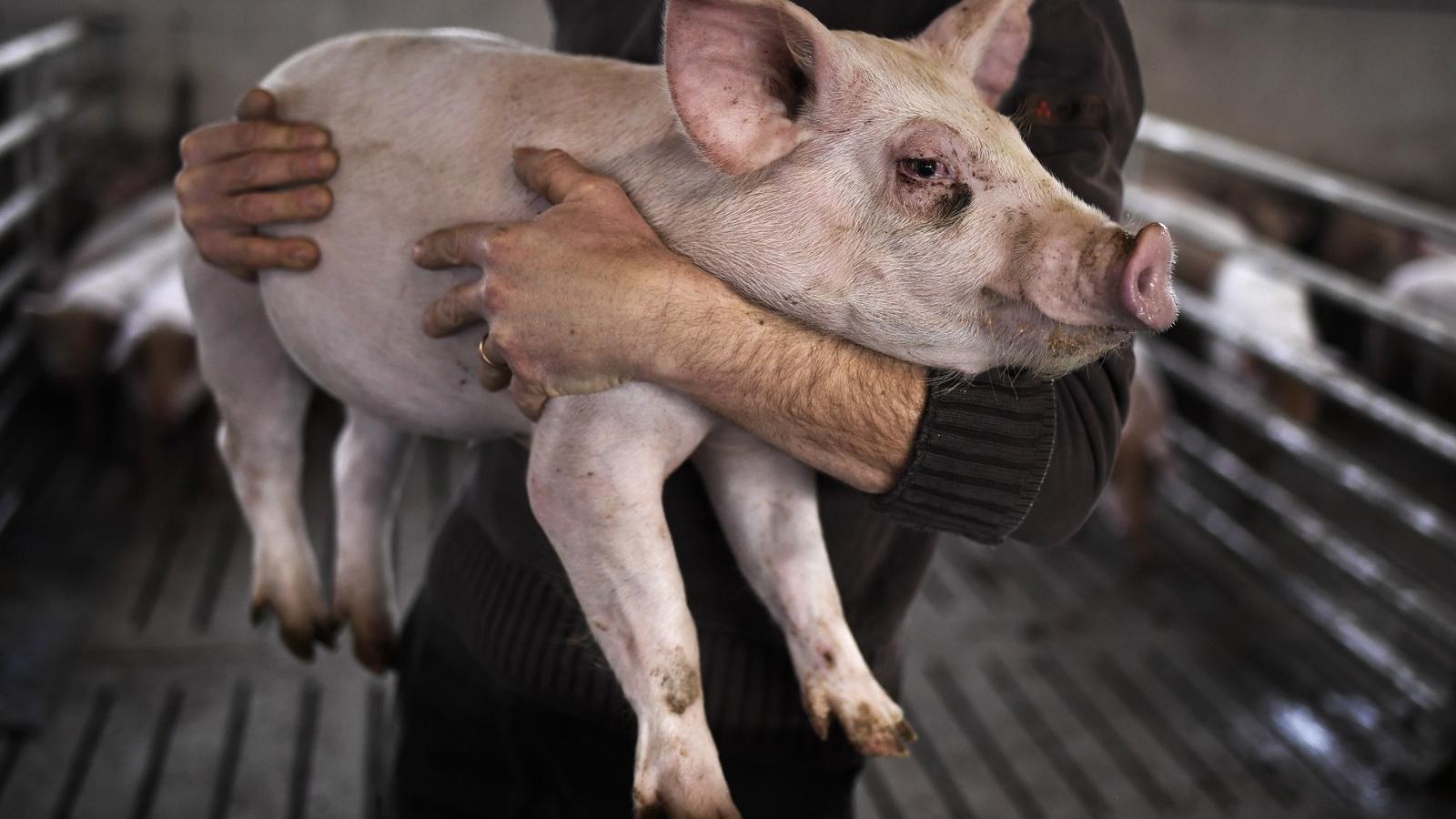 Illusztráció/AFP fotó