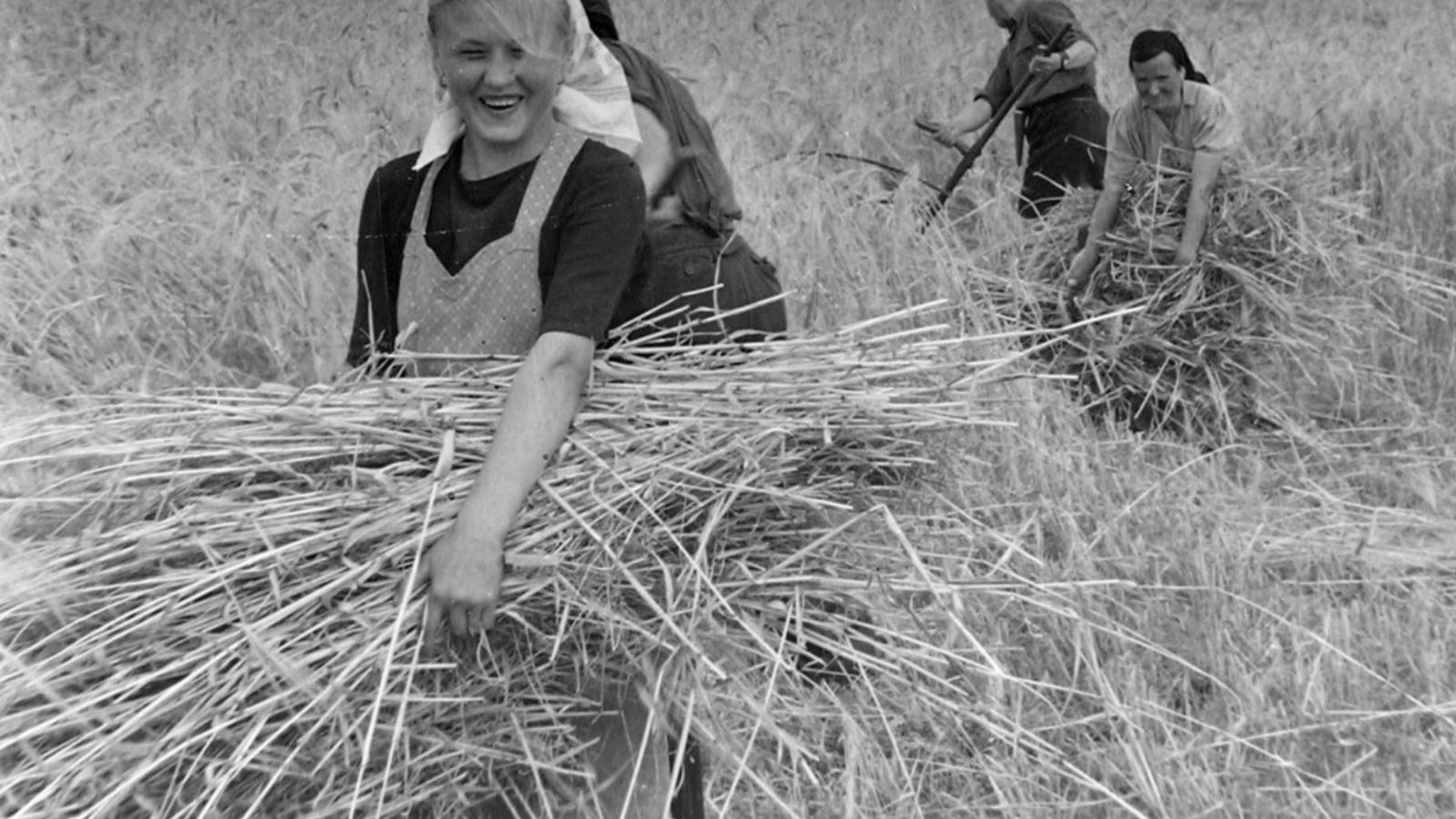 GYEREKKORA ÓTA DOLGOZOTT Búzakévét szedett, kapált, zöldséget ültetett, kukoricát morzsolt, csirkét etetett  Forrás: Fortepan/Ma