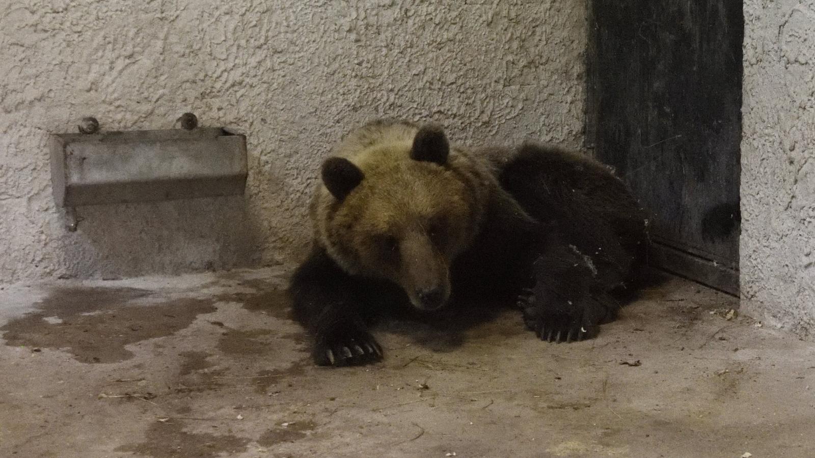 A Szegedi Vadaspark medveházának egyik elkülönítő helyiségében a Sándorfalva közelében altató lövedékkel meglőtt, majd befogott 