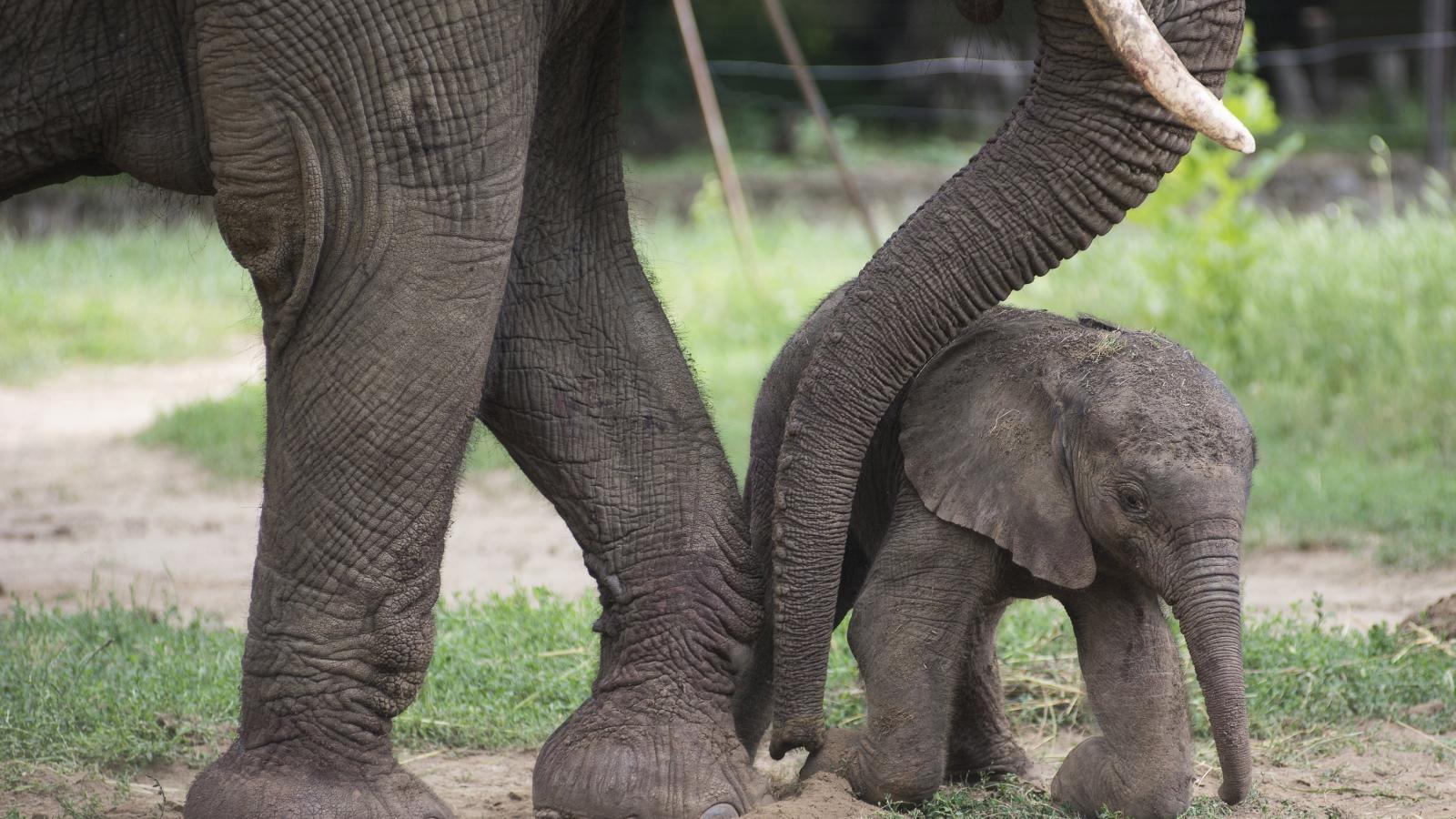 Afrikai elefántborjú (Loxodonta africana) négy órával a születése után anyja, Kwanza előtt a Nyíregyházi Állatparkban. MTI Fotó: