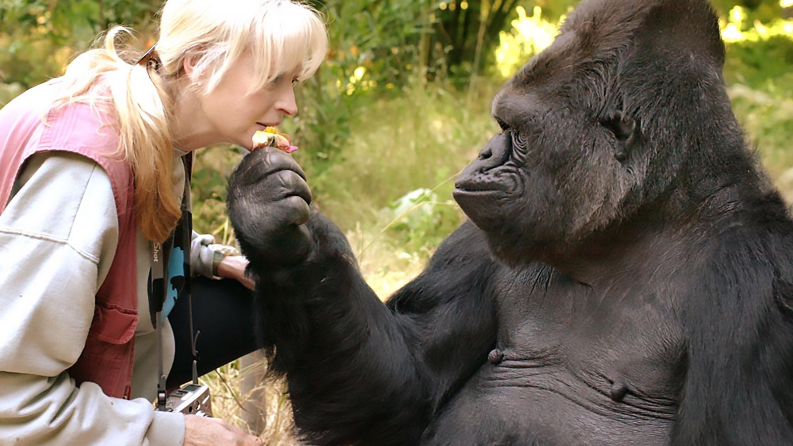 Penny Patterson volt a gorilla életre szóló barátja és tanára FOTÓ: THE GORILLA FOUNDATION/AFP